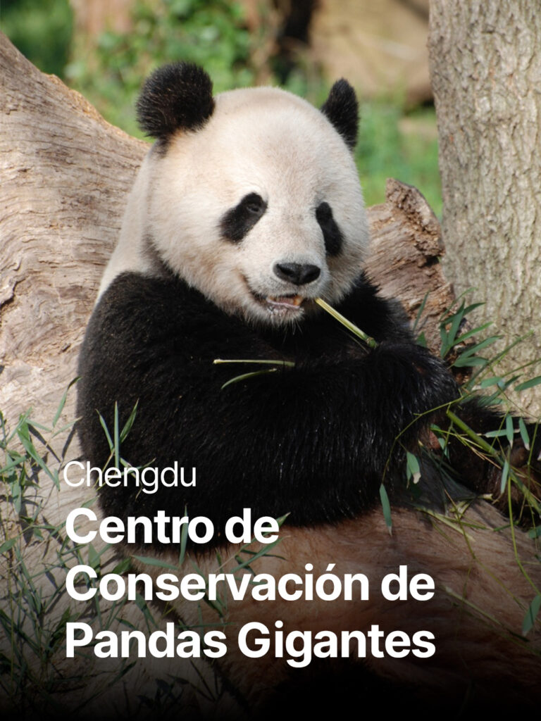 Panda gigante en Chengdu – Centro de Conservación de Pandas en China